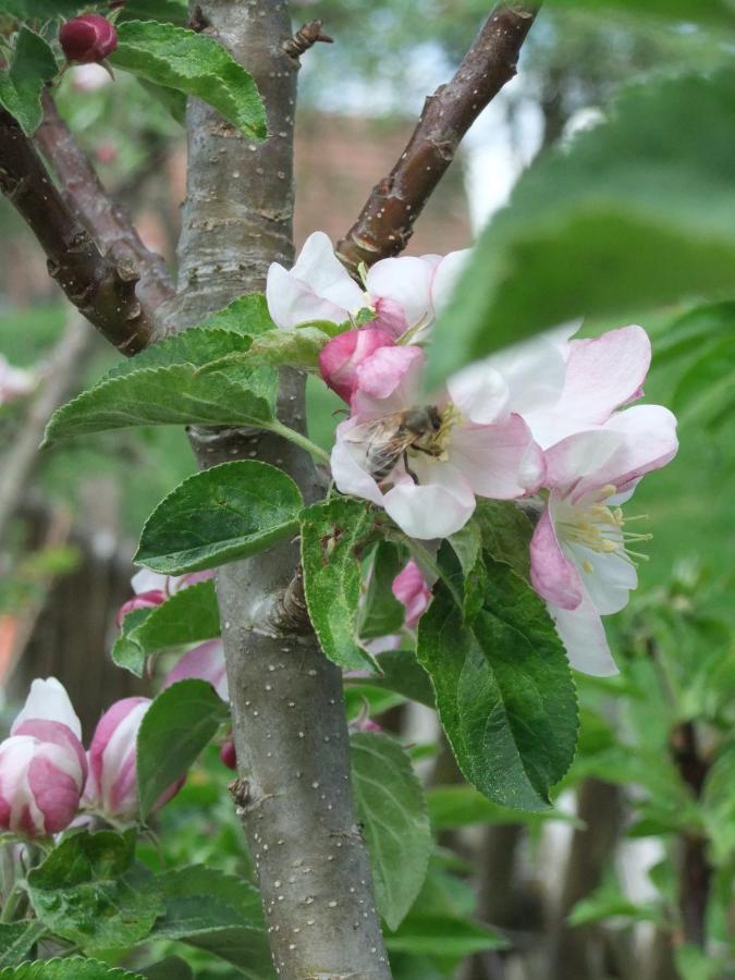 메스키르히 Gerberlaube 아파트 외부 사진